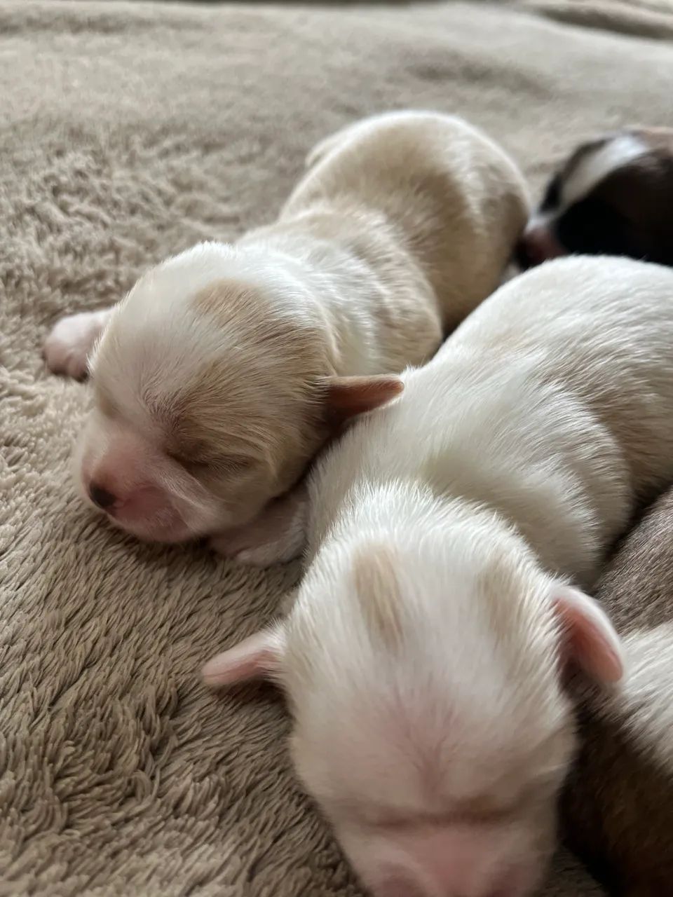 Shitzu  - Foto 3