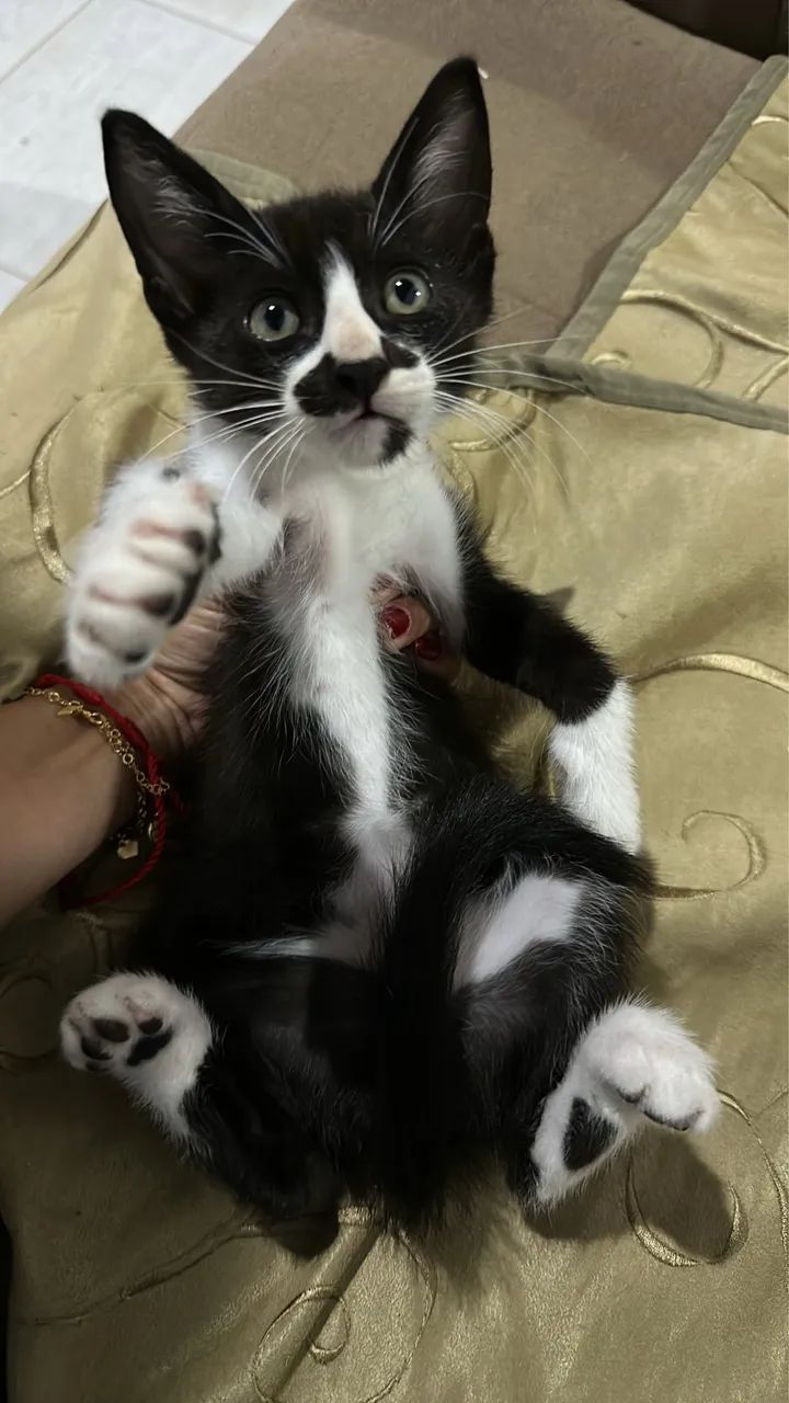 Doação de gatos - Foto 5