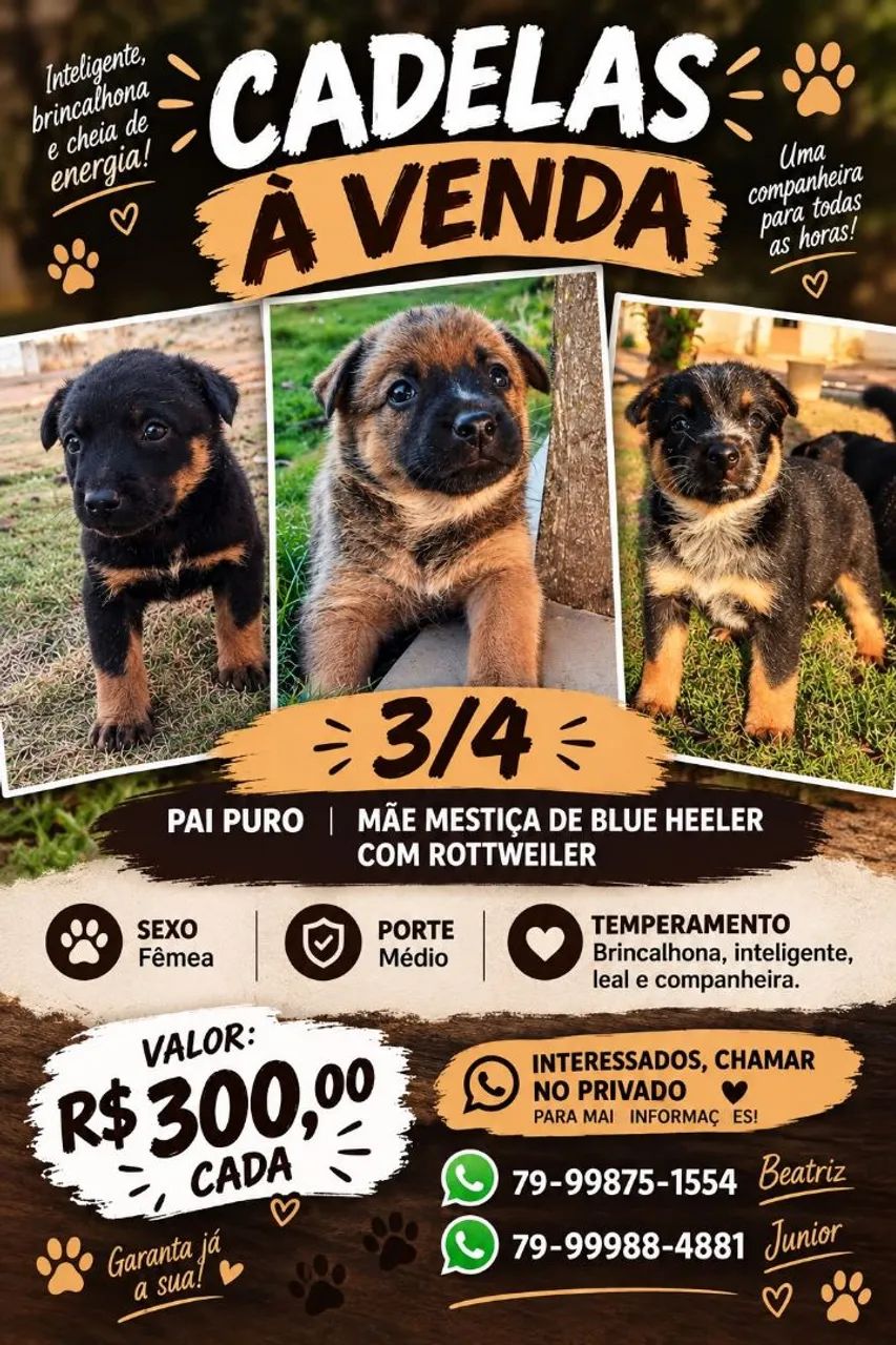 Filhotes de Blue Heeler - Foto 3