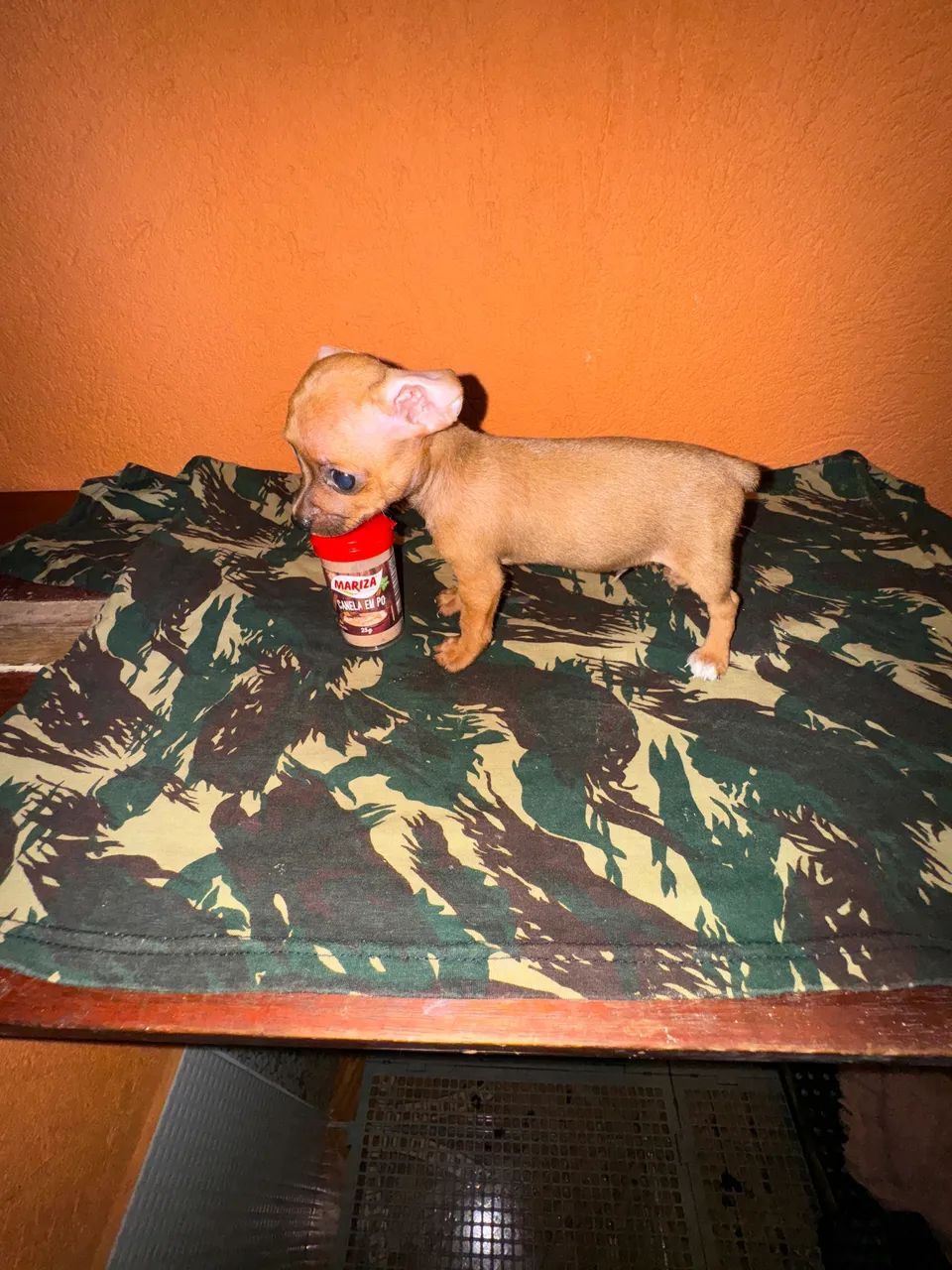 Pinscher zero/micro alta qualidade 