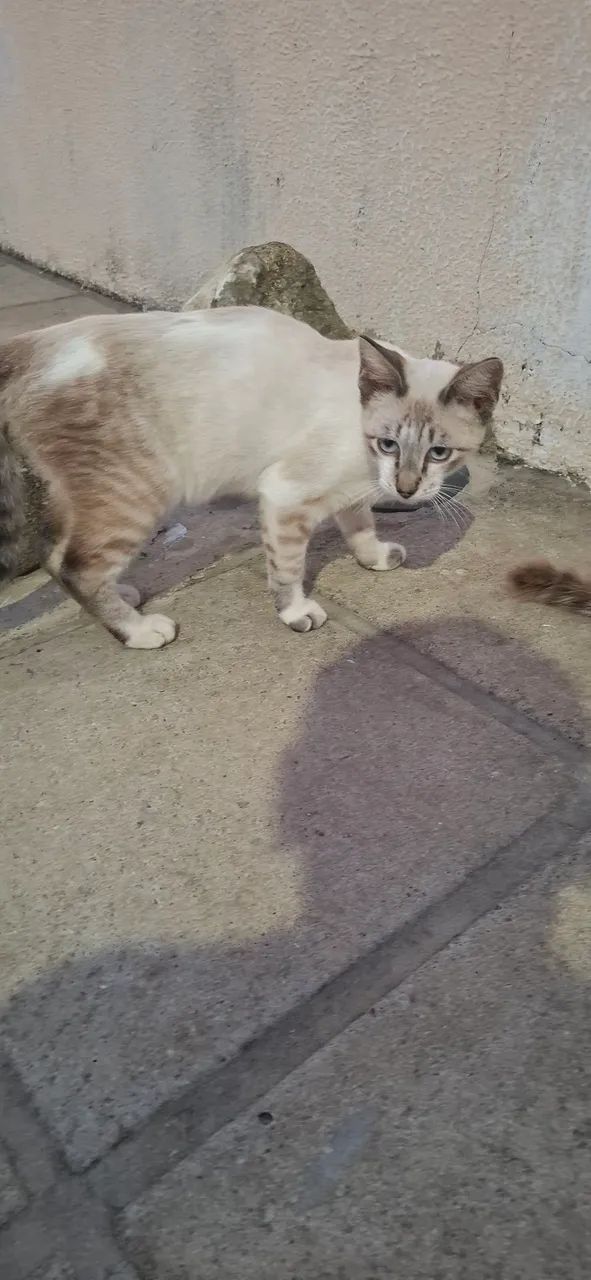 Gato Siamês - Foto 2