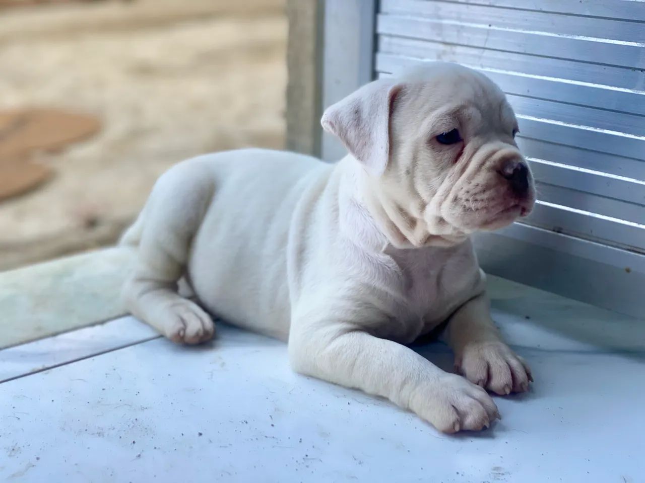 American bully  - Foto 2