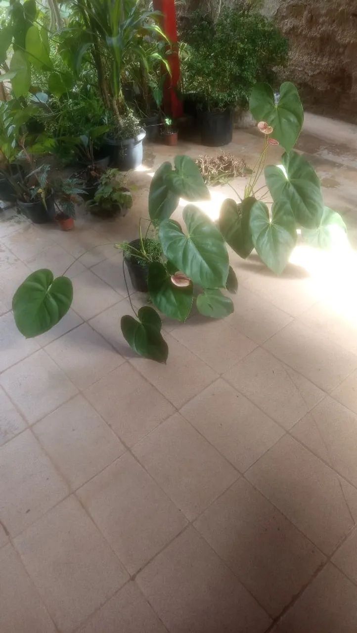 Anthurium andreanum pink - Foto 2