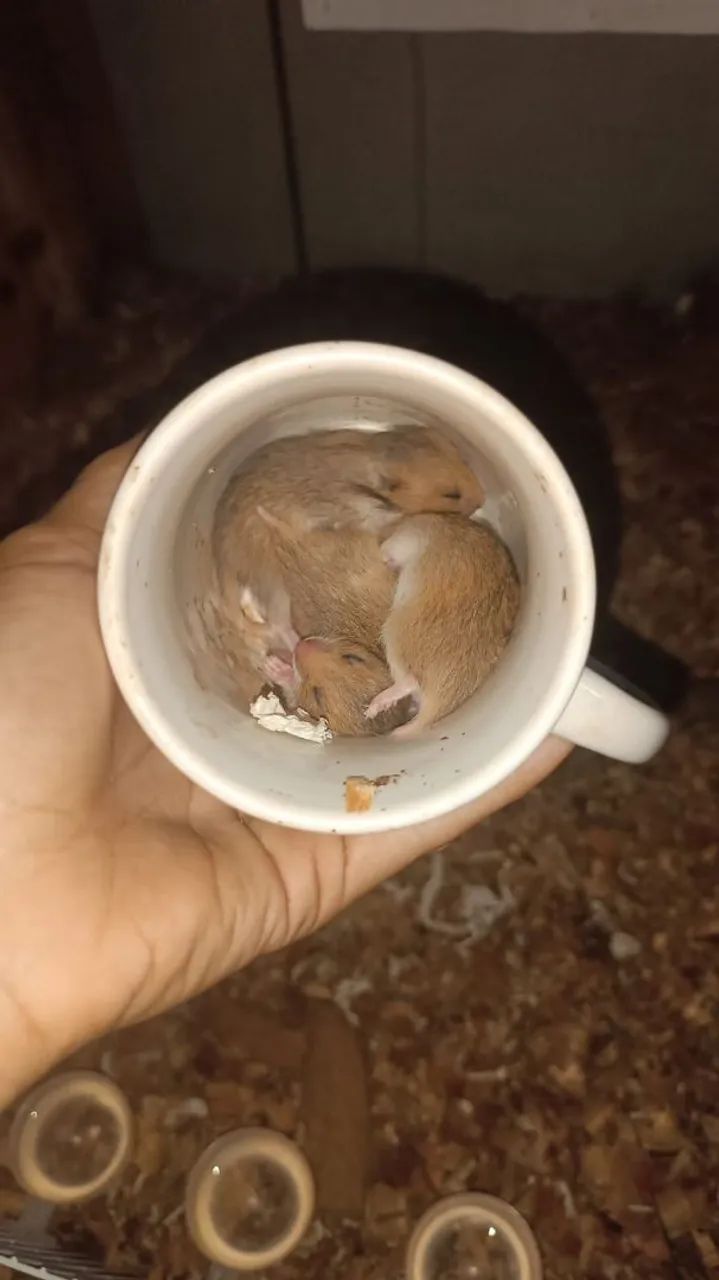 Hamster 