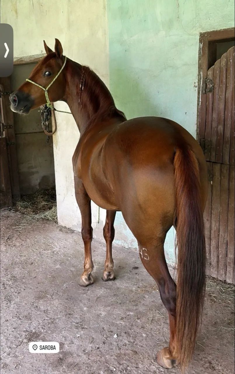Cavalo manga larga  - Foto 5