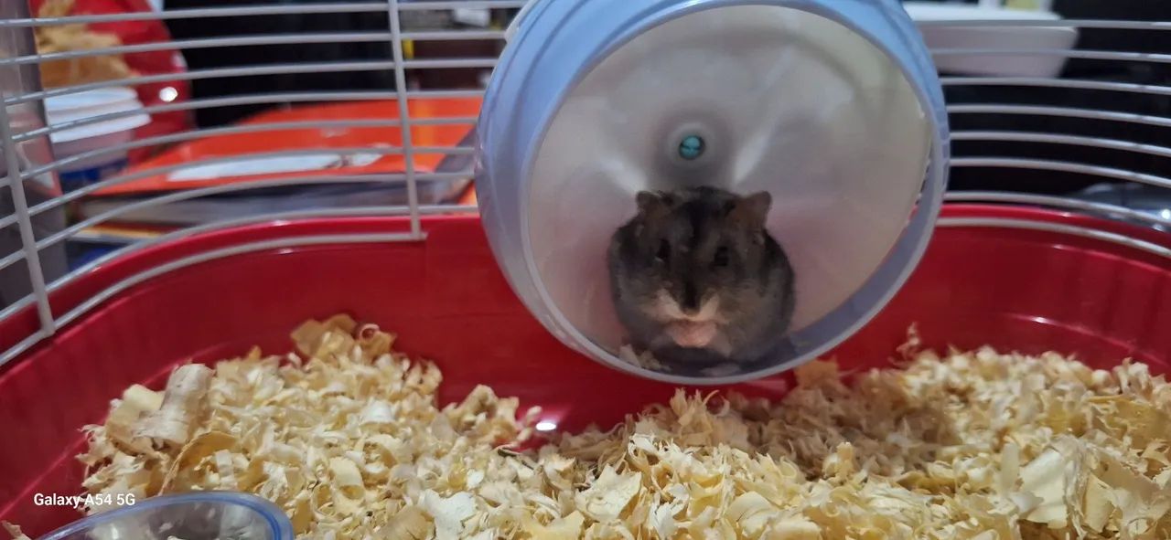 Selling hamster