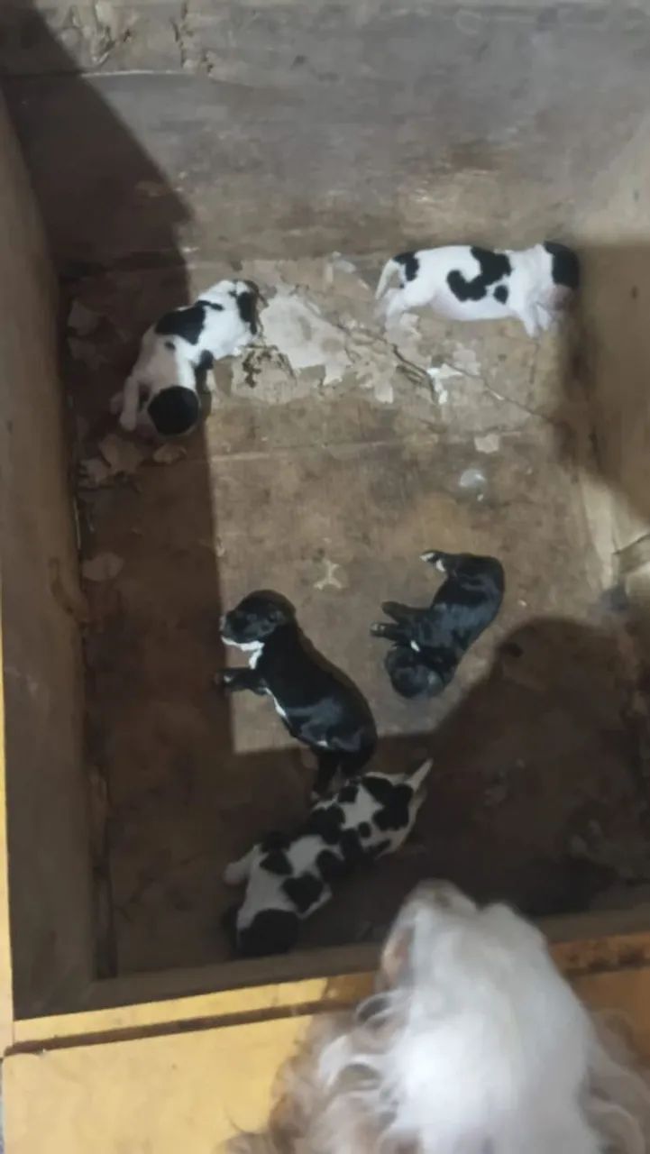 Filhotes de Cocker Spaniel 