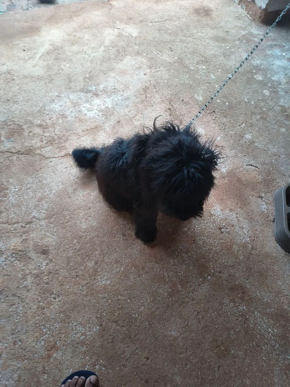 Cachorro  - Foto 3