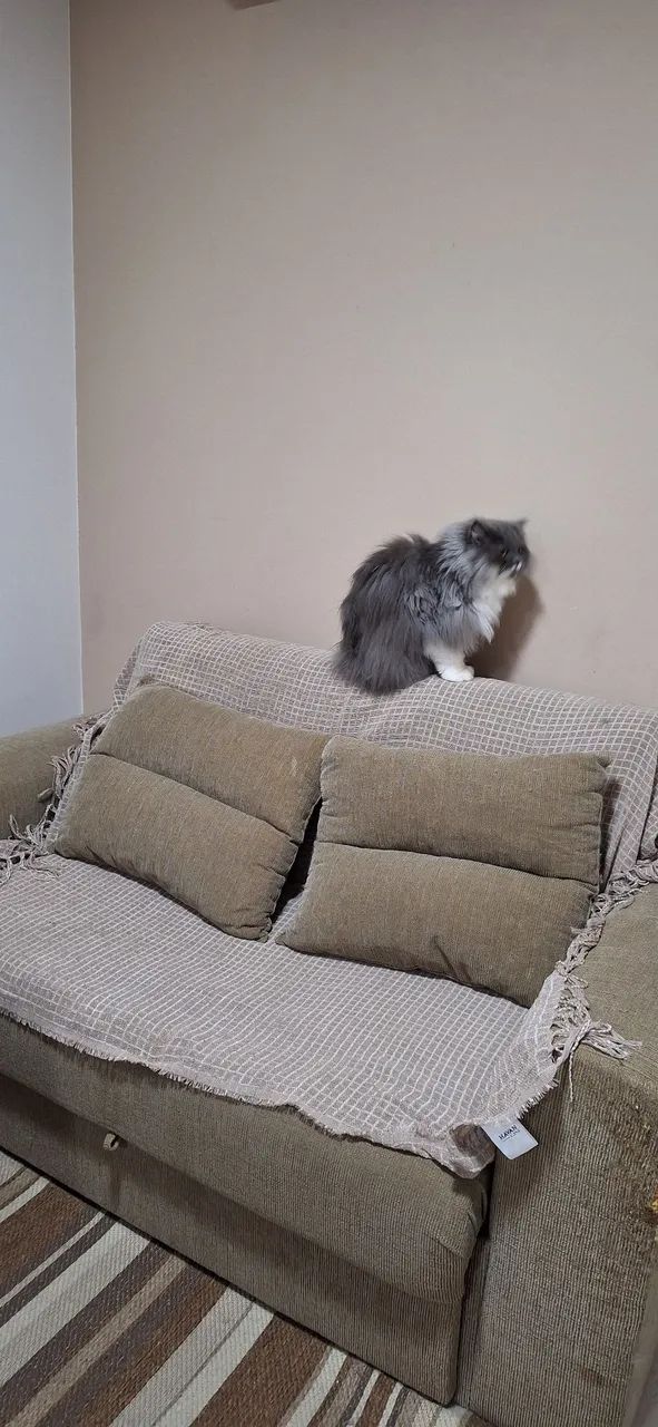 Sofá Cama  - Foto 4