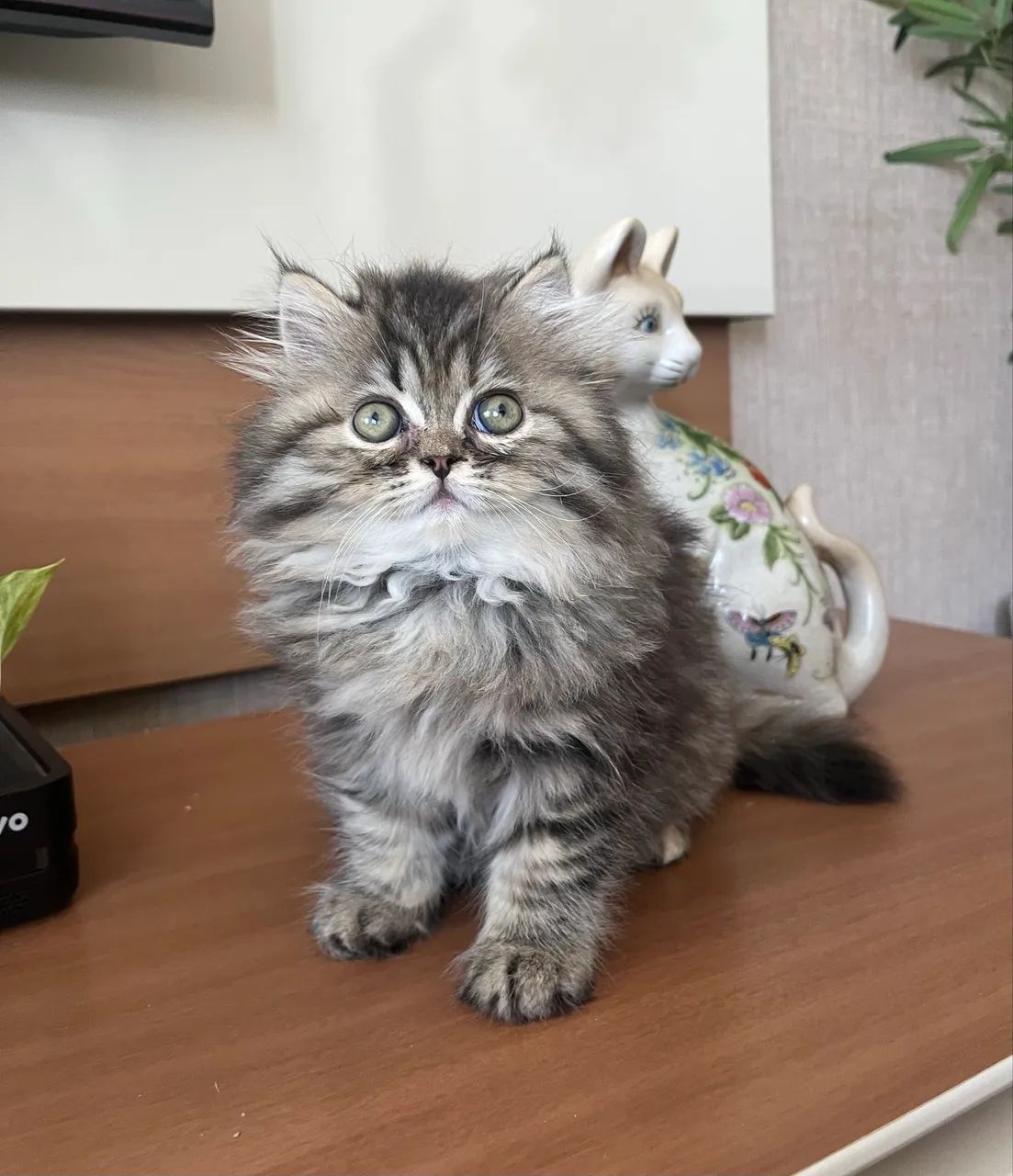 Gatinhas Persas - Foto 3