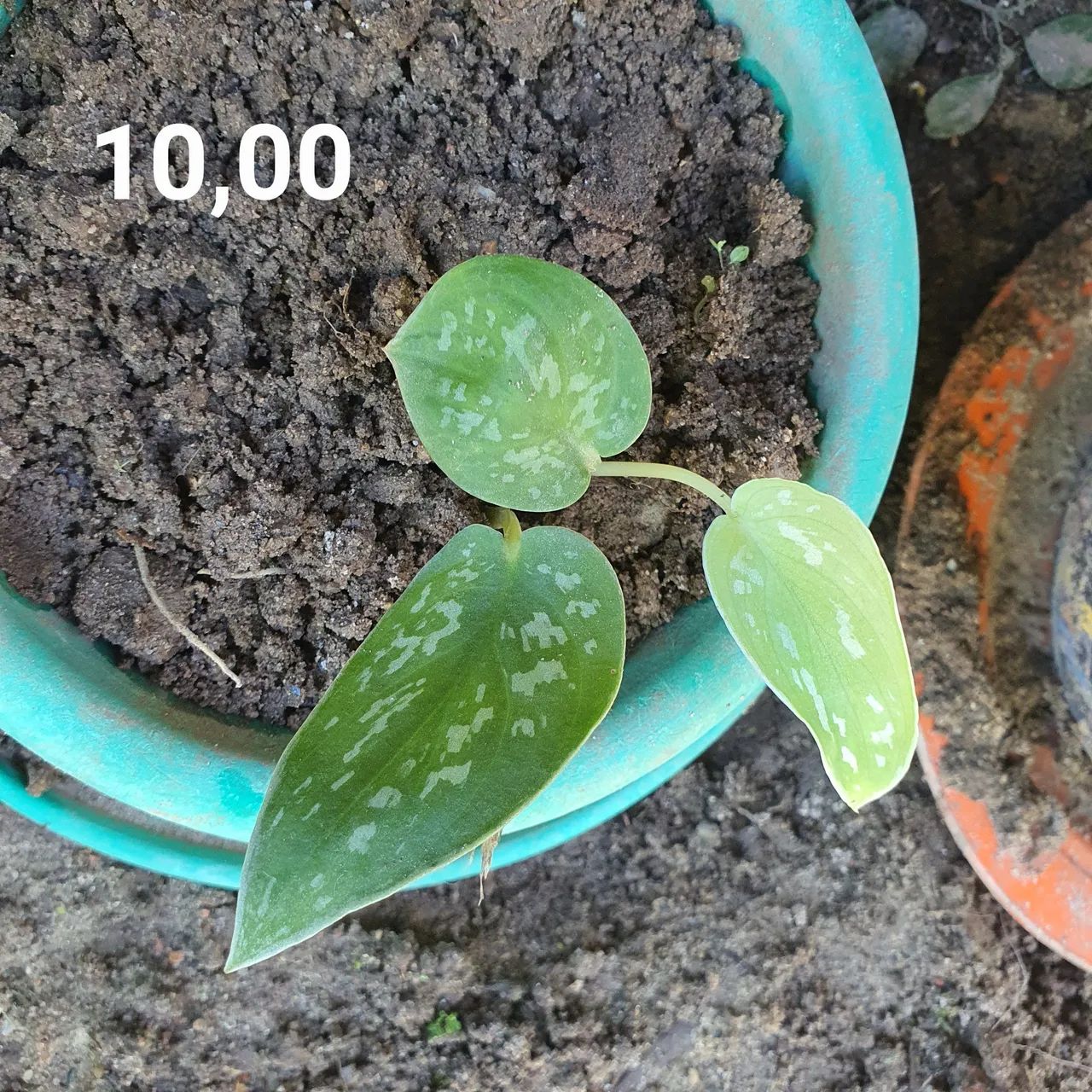 Planta jiboia prateada - Foto 3