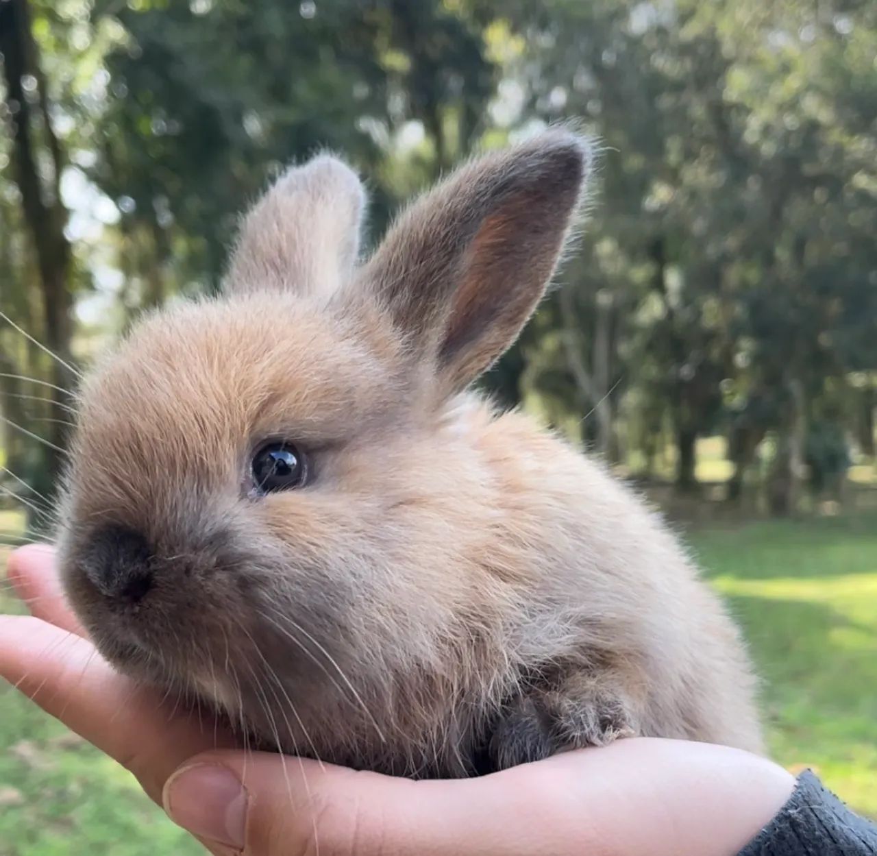 Mini Coelhos Lop - Foto 3