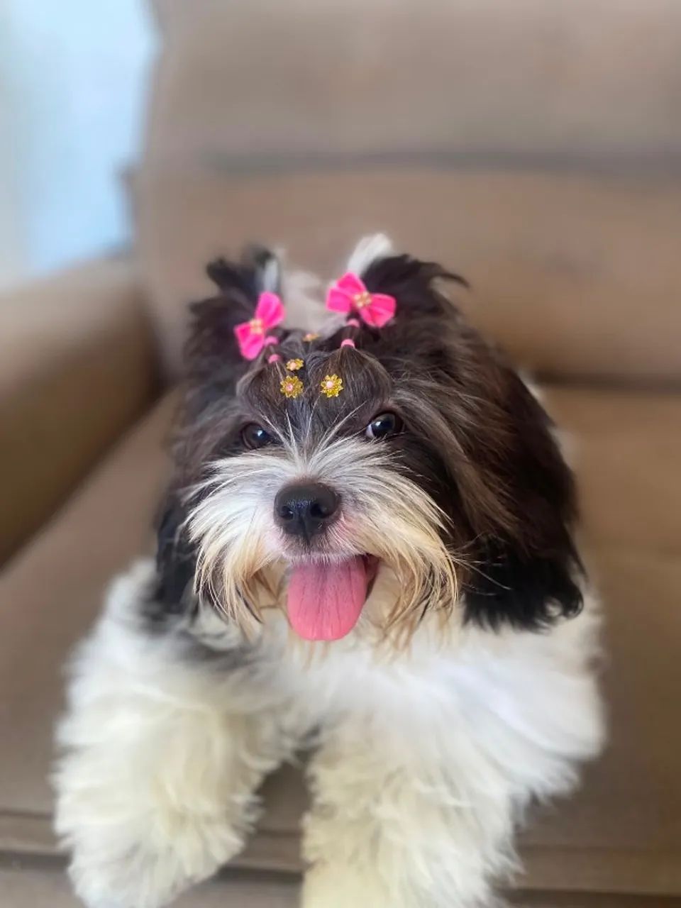 Cachorro - Foto 4