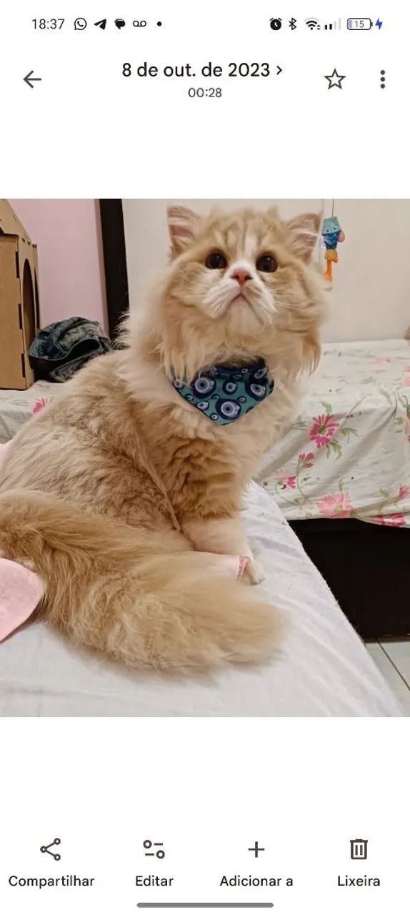 Gato persa - Foto 3