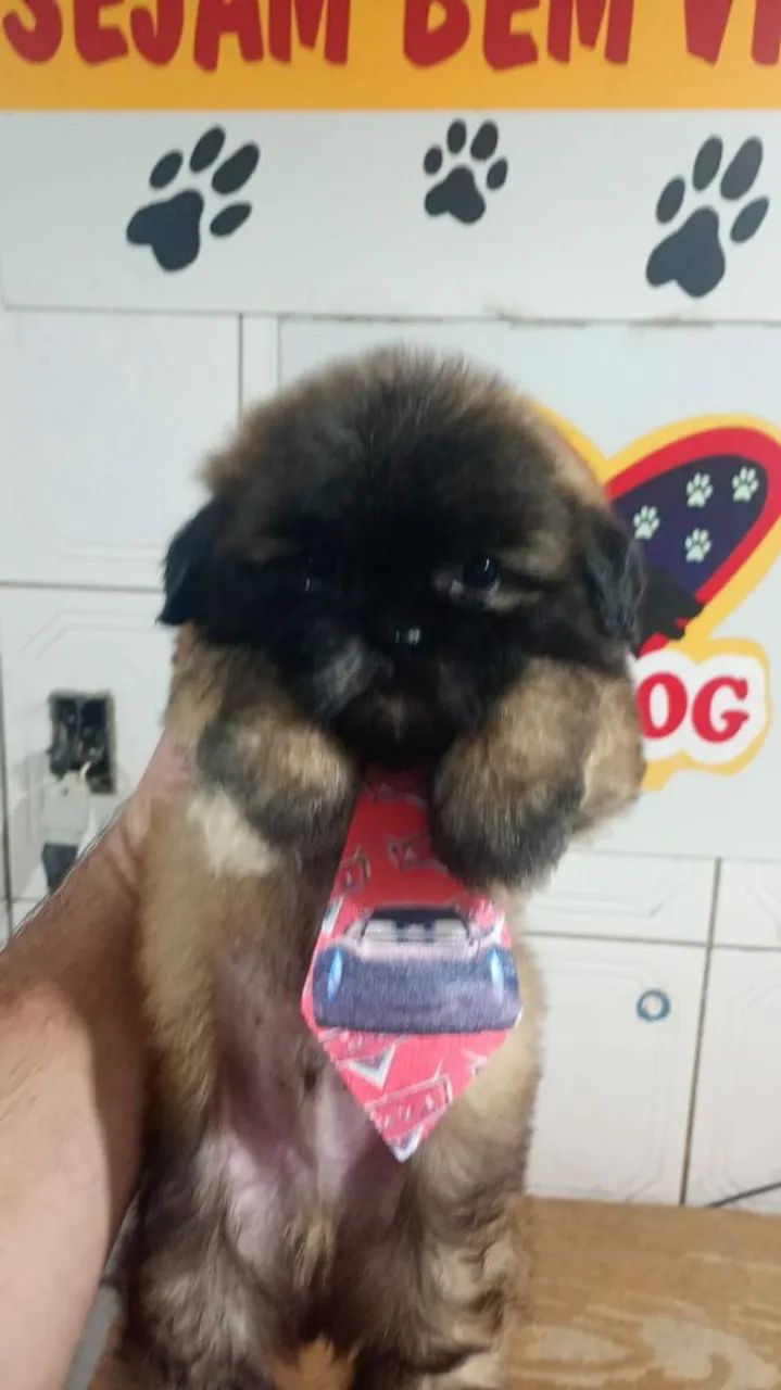 Filhotes de shitzu  - Foto 2
