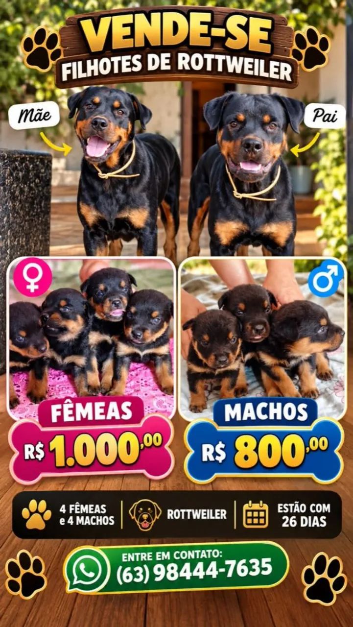 Vende se filhotes de rottweiler 