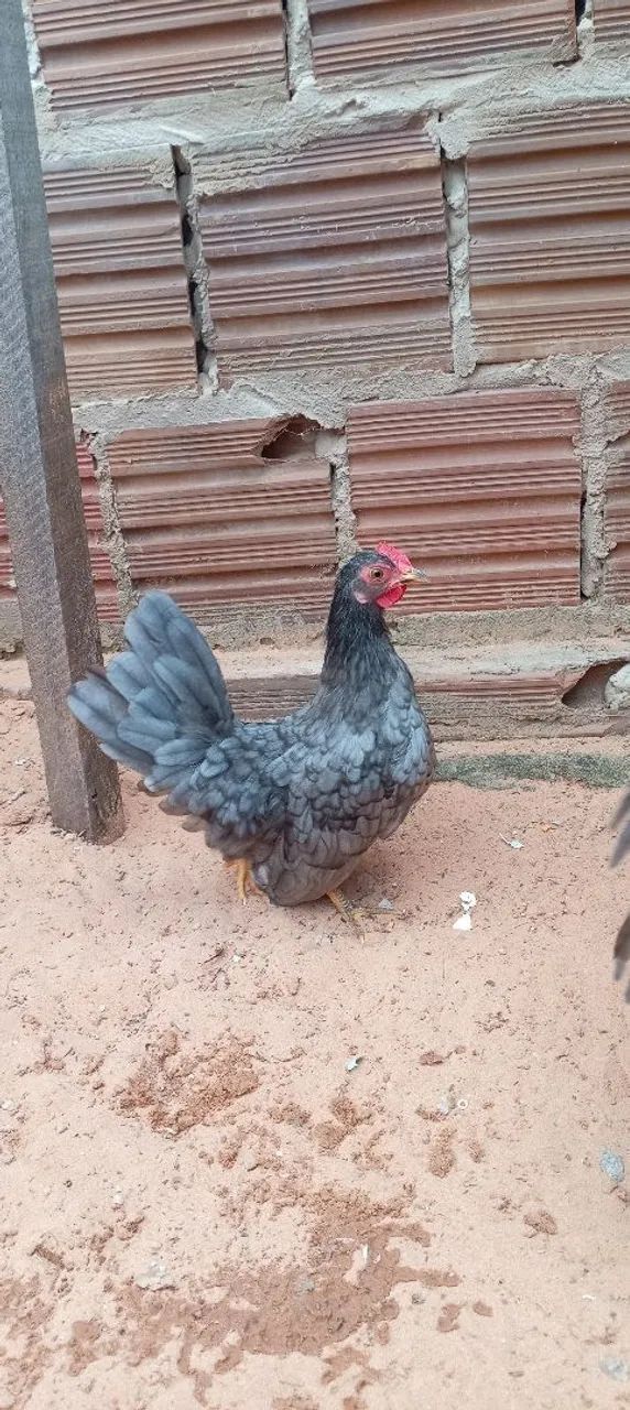 Galinhas Garnize  - Foto 4