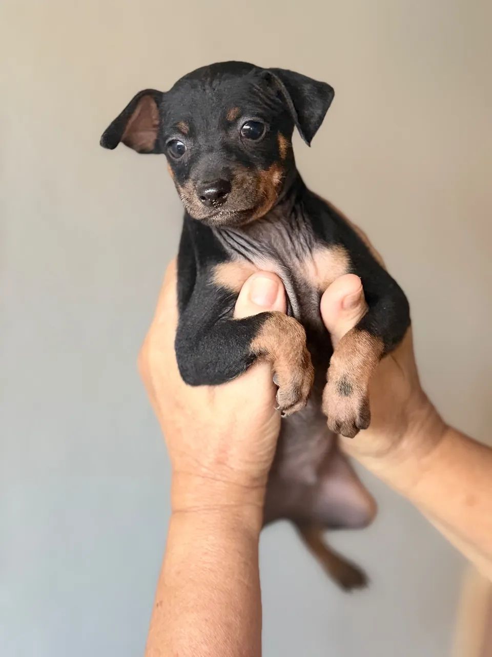 Cachorro pinscher