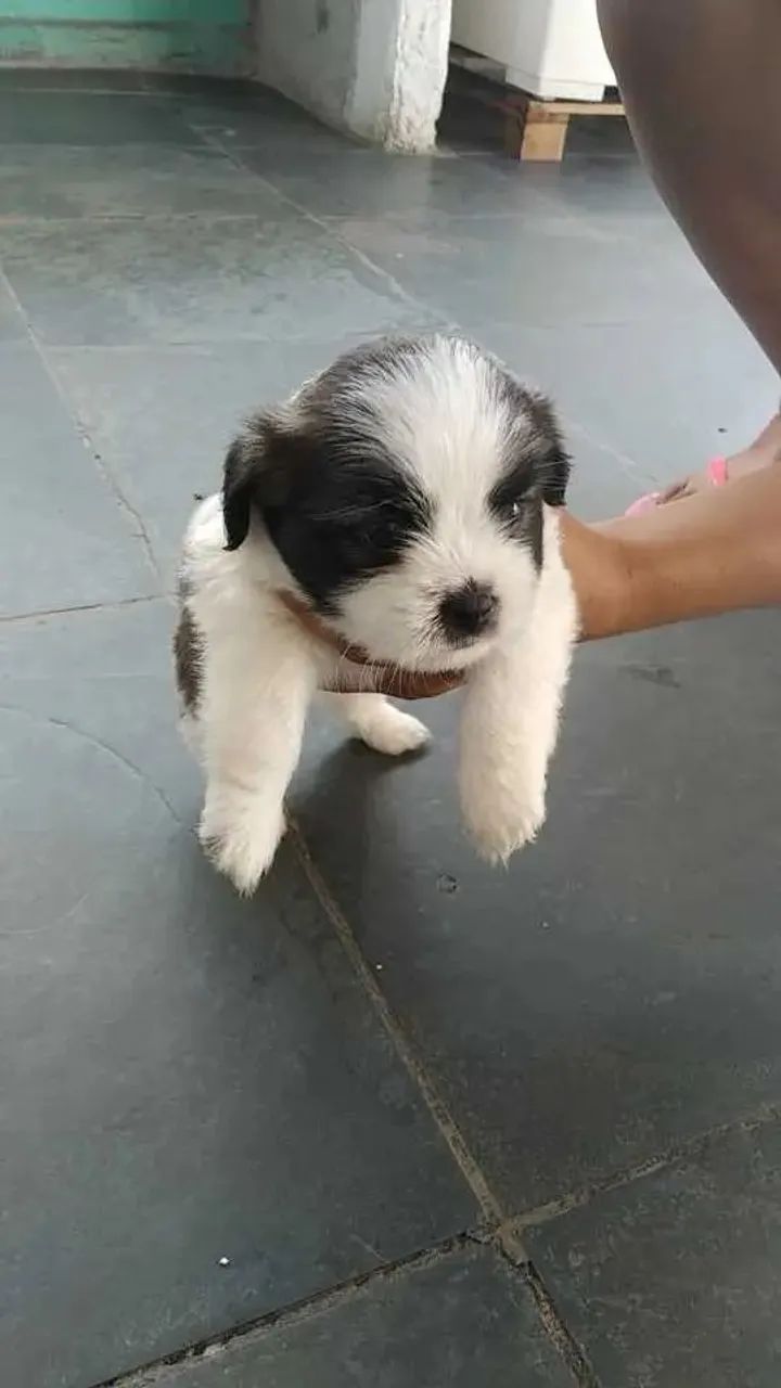 Filhotes de Shitzu  - Foto 3