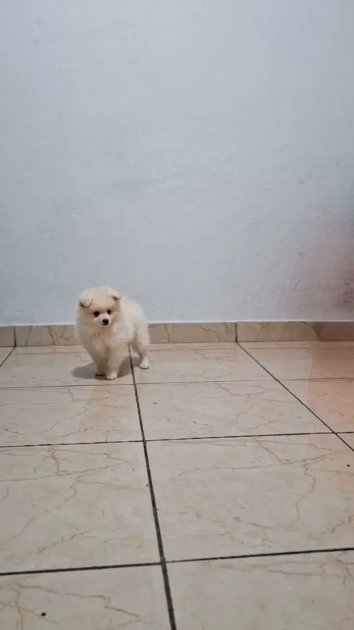 Spitz Alemão  - Foto 4