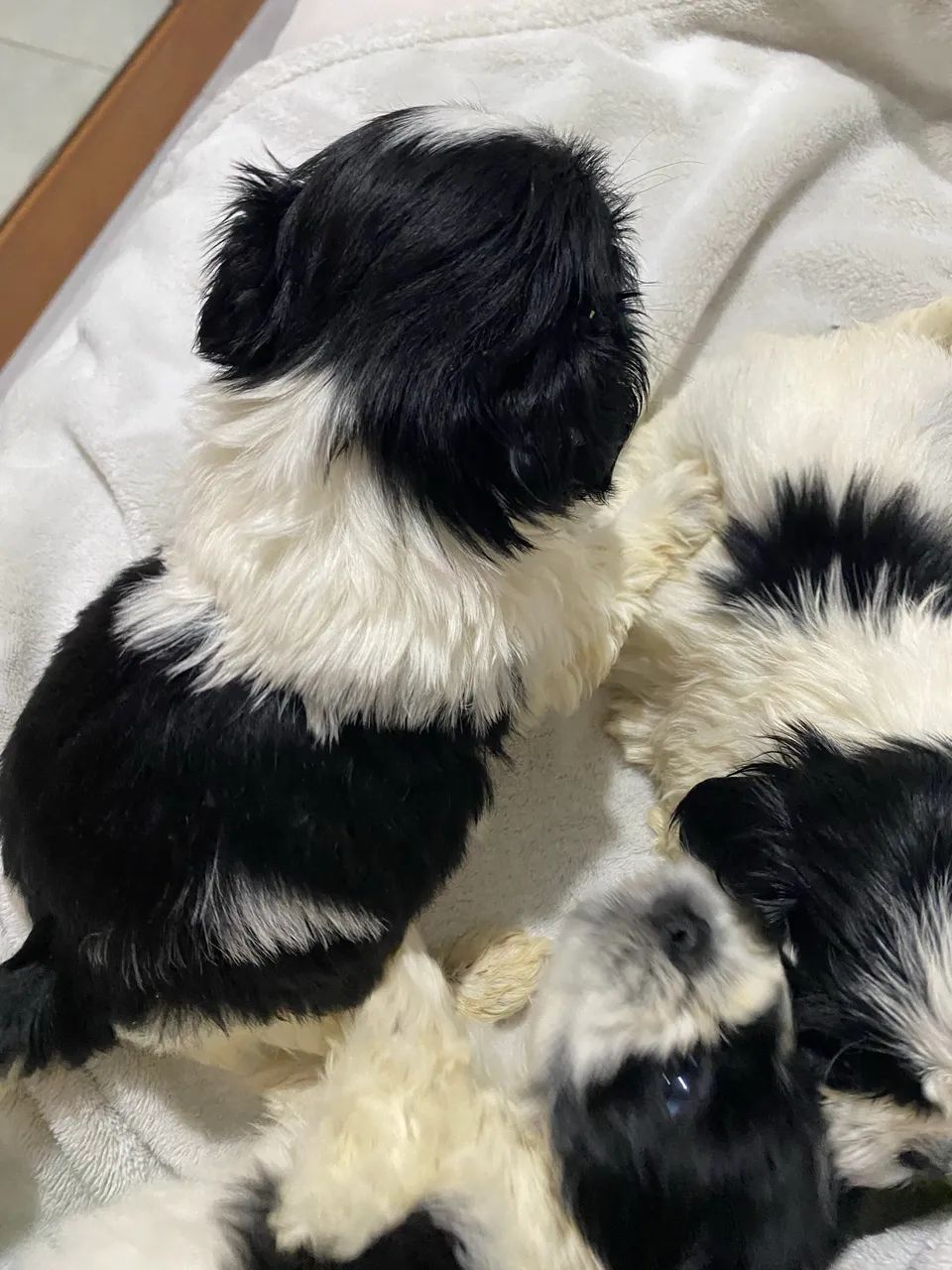 Filhos machos shihtzu - Foto 4