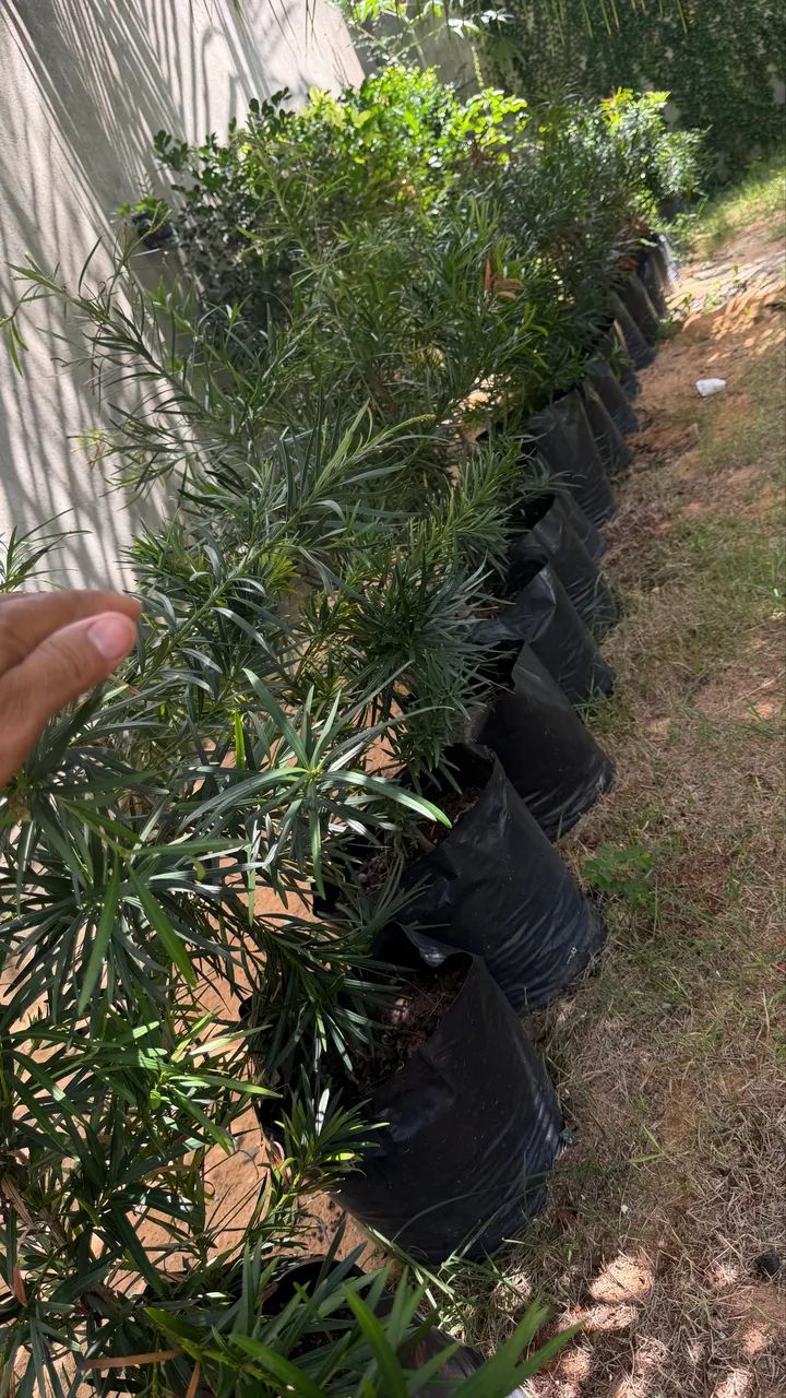 Mudas de plantas  - Foto 3
