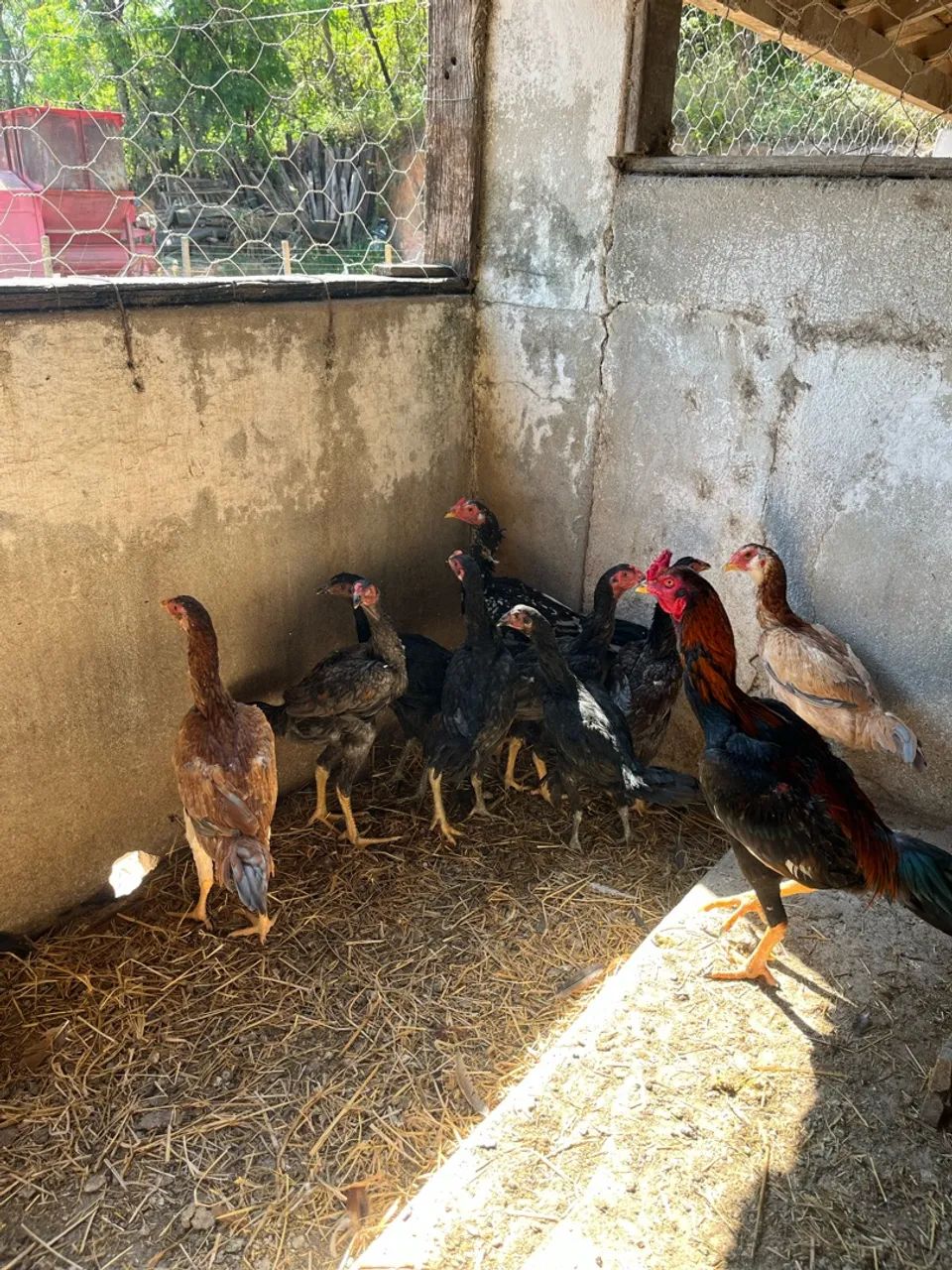 Frango índio  - Foto 3