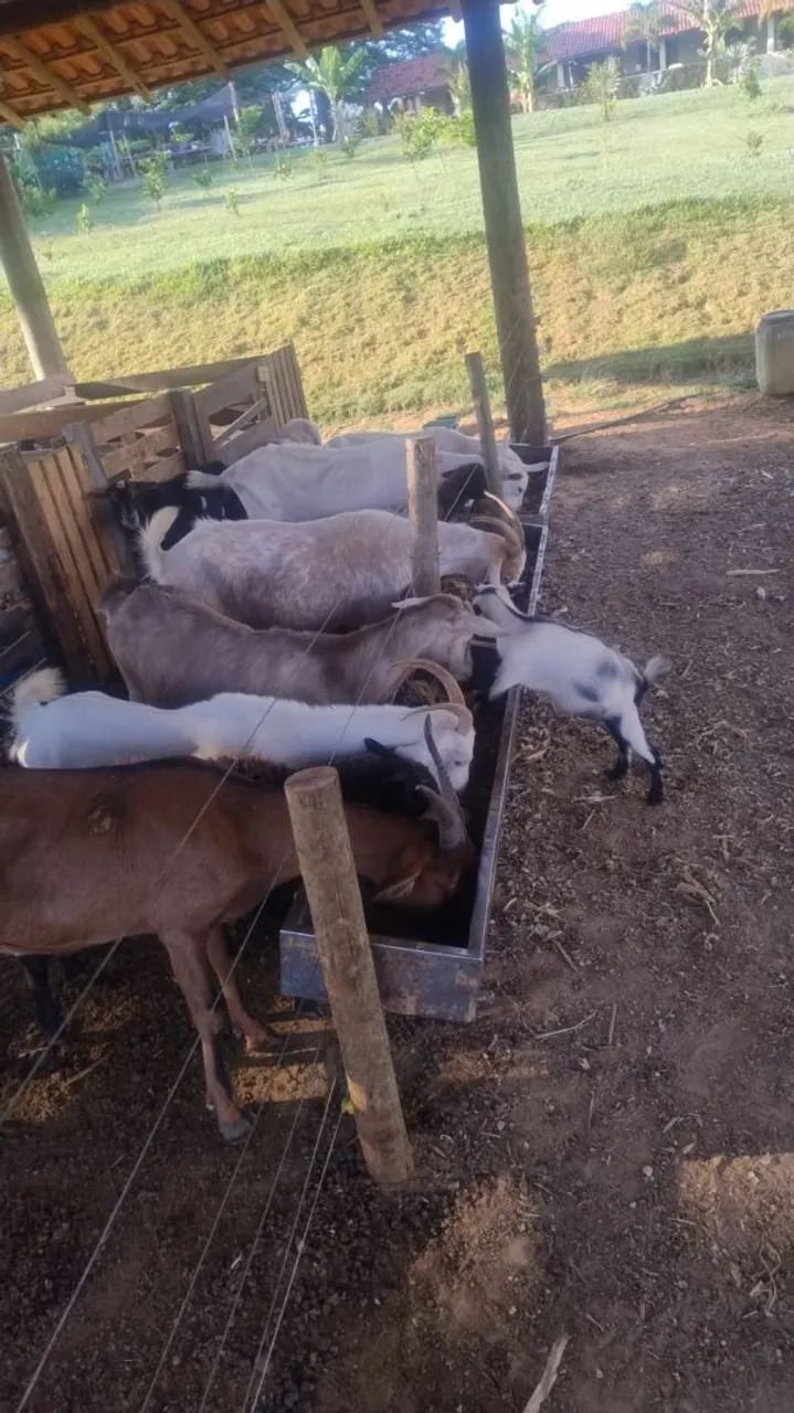 Cabras - Foto 2