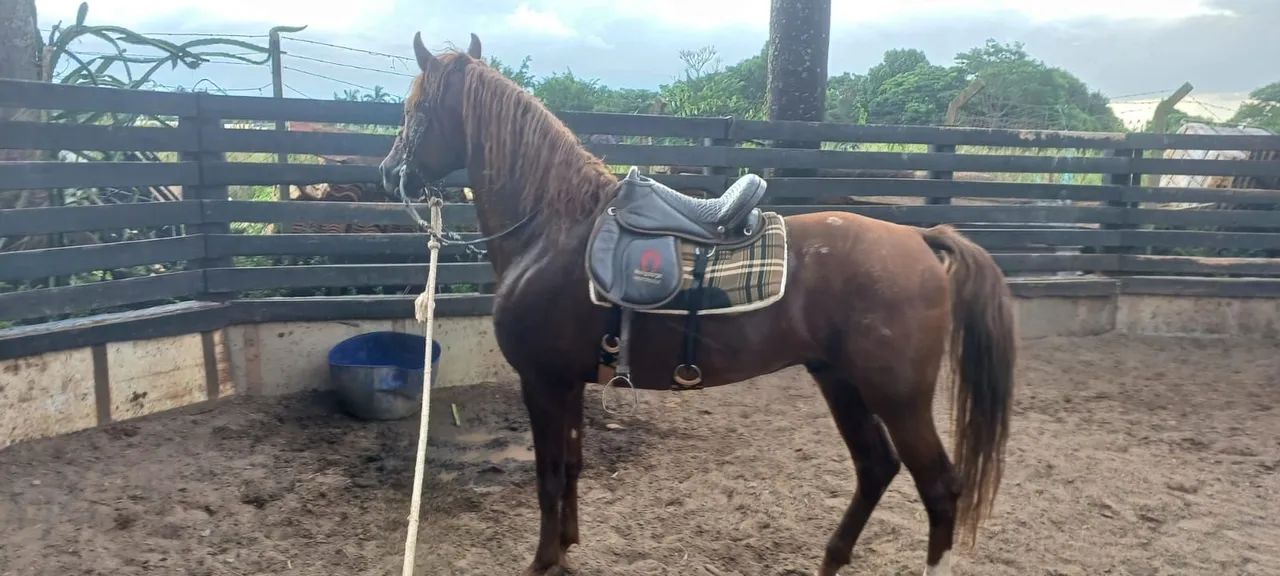 Mangalarga paulista garanhão - Foto 3