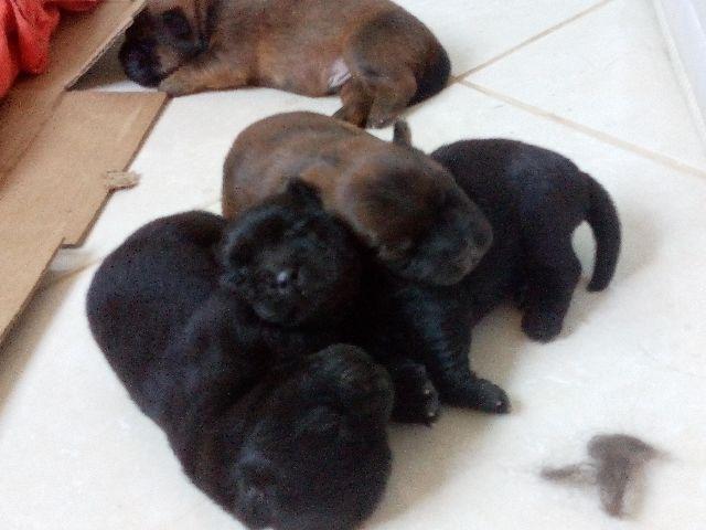 Chow-chow