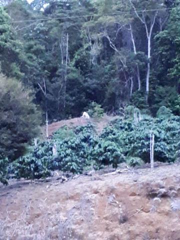 Fazenda com 15 Hectares (150 mil metros) em João Neiva - Foto 7