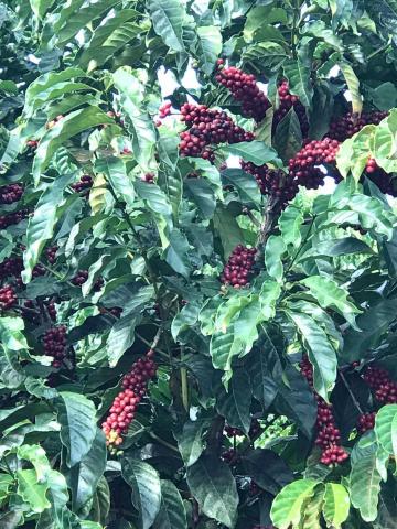 Fazenda com 15 Hectares (150 mil metros) em João Neiva - Foto 9