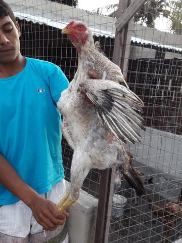 Indio gigante - Foto 2