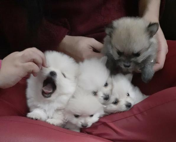 Spitz Alemão Anão - Com Pedrigree - Lulu da Pomerania Anão Branco - Foto 2