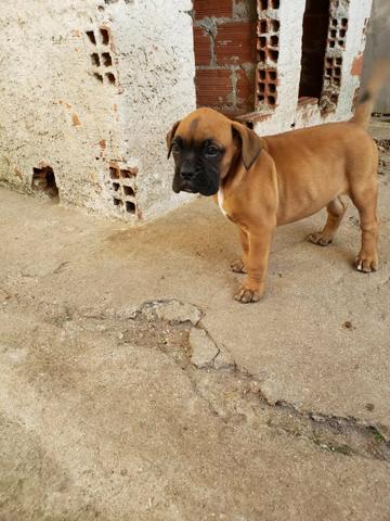 Boxer filhote - Foto 5