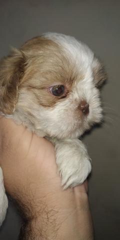 Shih Tzu nao fique sem o seu