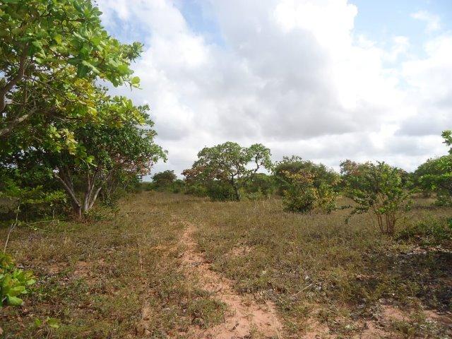 Vendo Granja em Touros-49 hectares-Escritura Publica-1500 pé de Coqueiros-Pau-Caju - Foto 2