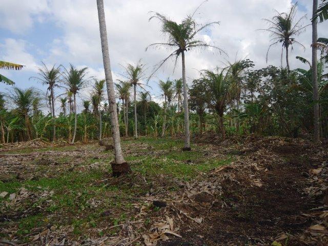 Vendo Granja em Touros-49 hectares-Escritura Publica-1500 pé de Coqueiros-Pau-Caju - Foto 11