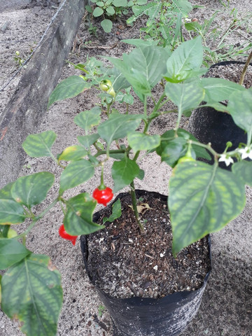 Vendo mudas de pimentas já produzindo - Foto 4