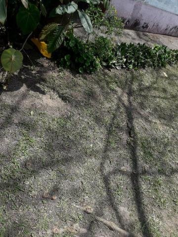 Ótima oportunidade sitio - Foto 19