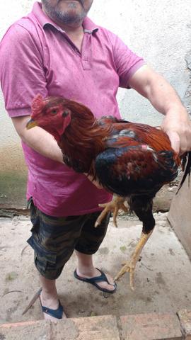 Galo índio gigante - Foto 6