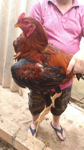 Galo índio gigante - Foto 5