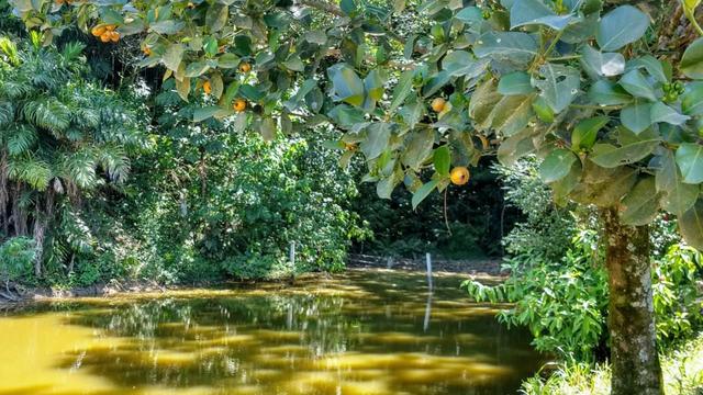 Sítio 4 Hectares - Casa de 3 Quartos - 5 Açudes - Galpão - São Sebastião - Treze de Maio