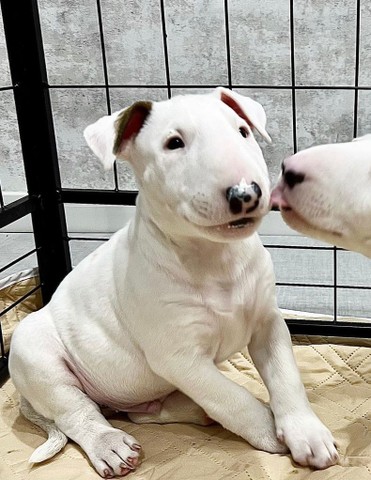 Promoção Belíssimos Filhotes de Bull Terrier - Cachorros e acessórios -  Centro, Bertioga 1011003512 | OLX