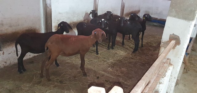 Lote de ovelhas com reprodutor