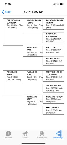 Cavalo pampa de preto registrado no mangalarga 