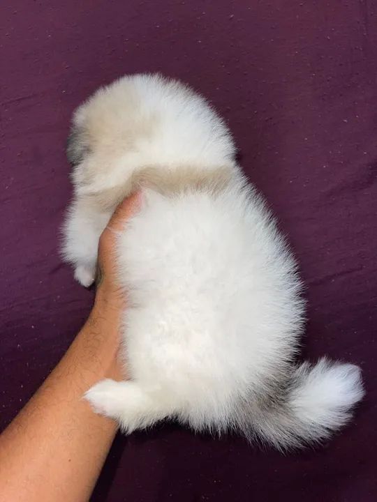 Spitz alemão anão com pedigree  - Foto 4