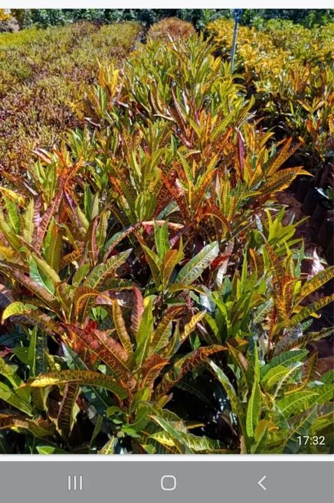 Mudas de croton  - Foto 4