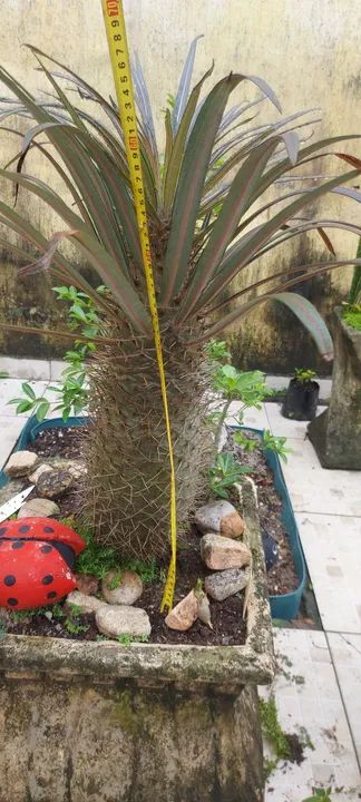 Palmeira de madagascar 