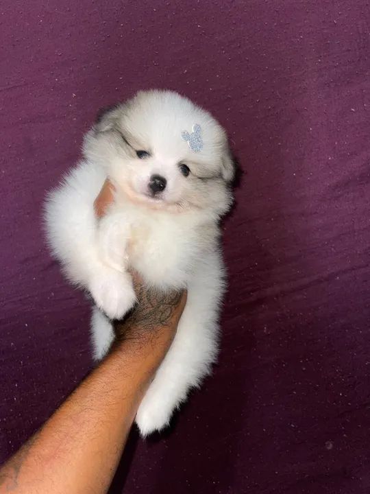 Spitz alemão anão com pedigree 